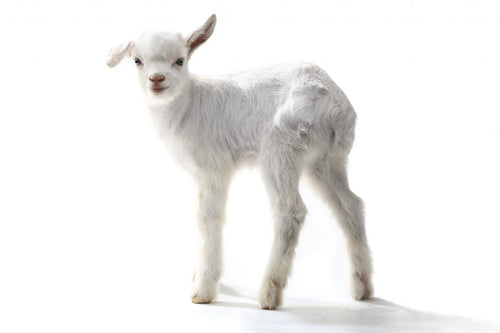 Goat incorporated 